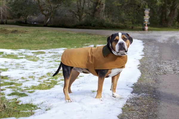 CARHARTT Carhartt® Dog Chore Coat